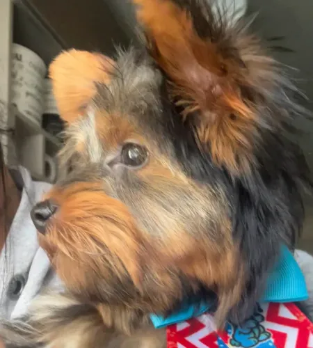 Cachorro York shire terrier 