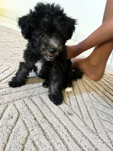 Poodle fêmea a venda