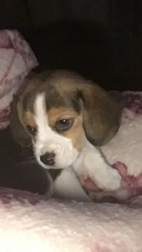Beagle charmoso