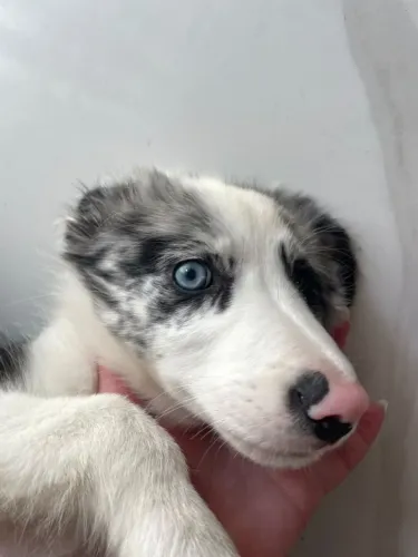 Filhote Border collie Fêmea 