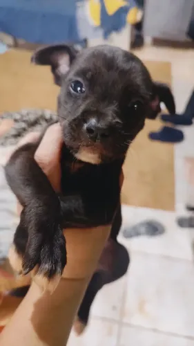Filhote de Pitbull com American bully 