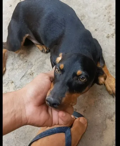 Pinsher filhote de 5 meses  N 3 