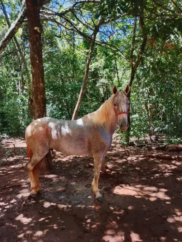 Cavalo de marcha batida registrado