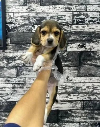 Beagle - Um amigo leal esperando por você