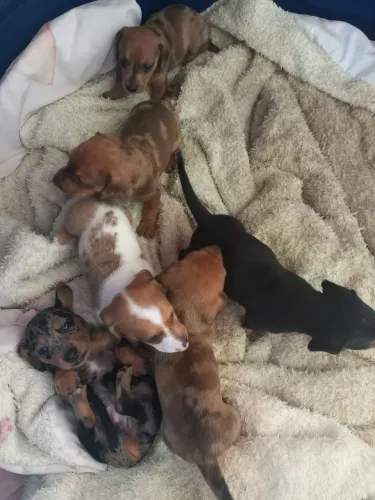 Filhotes de salsicinhas dachshund