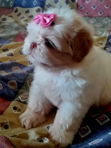 Lindos Filhotes de Shih-tzu puros. Pelagem Branco/Areia