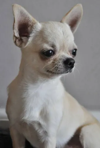 Chihuahua Um laço que se fortalece com o tempo