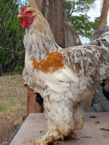 Galo de raça Brahma.