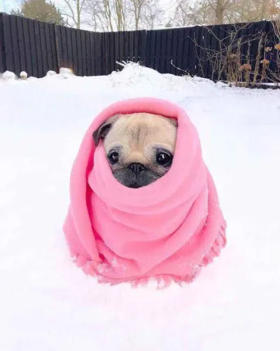 Filhote pug, Seus dias de solidão acabaram!
