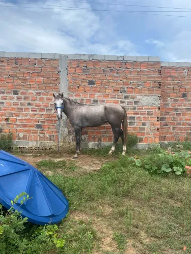 Cavalo