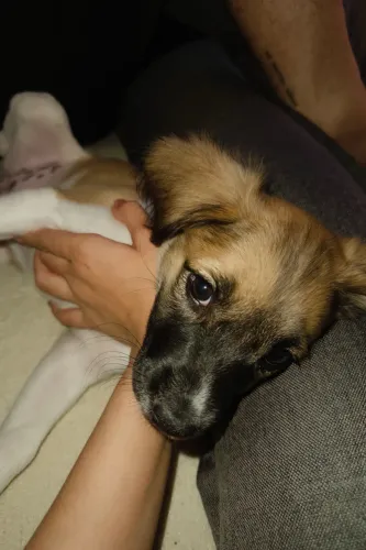 Doação - cachorra fêmea