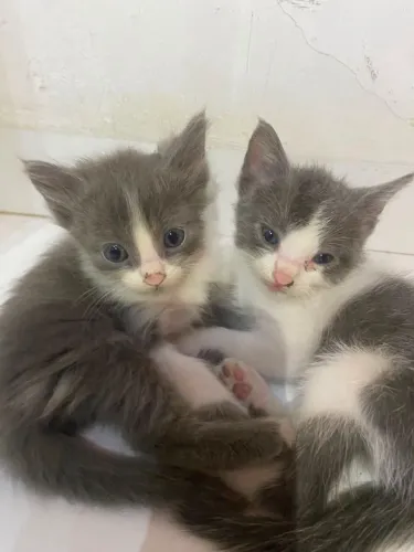 Gatinhos para doação