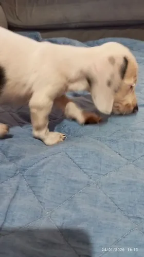 Filhote teckel/salsicha R$ 1500,00