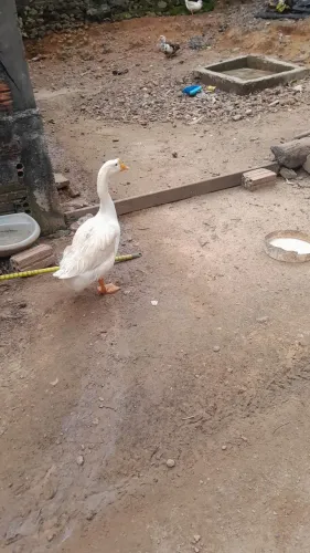 Quero trocar uma pata ganso no pato ganso