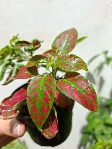 Planta 