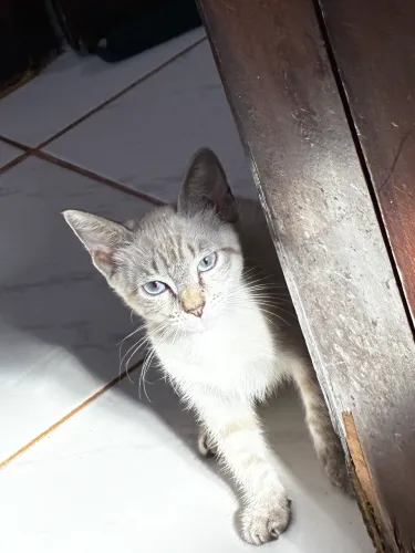 Lindíssima Gatinha Virgínia - 3 Meses + Todos os Acessórios