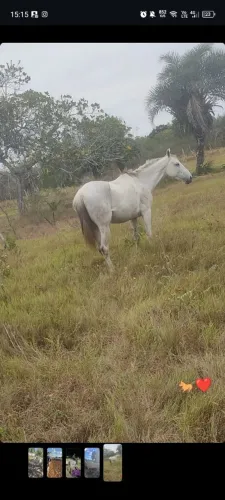 Égua de direita pra comércio