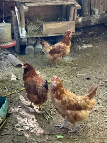 3 galinhas de ovo verde