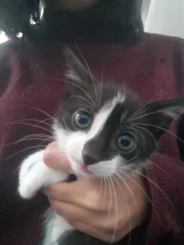Doação de gato 