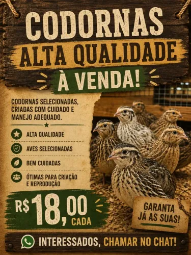 Codornas de Alta Qualidade à Venda | R$ 18,00 cada