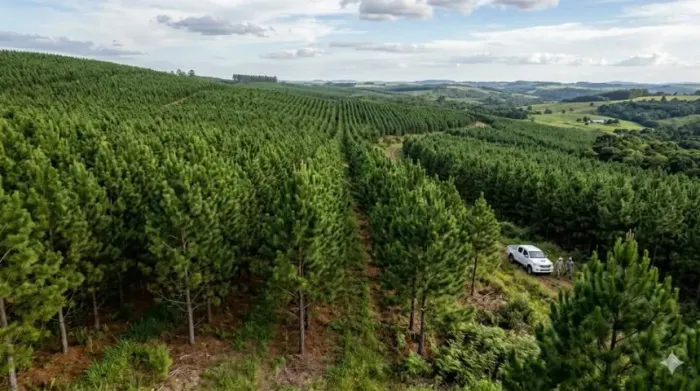 COMPRAMOS PINUS À VISTA! PAGAMENTO RÁPIDO E NEGOCIAÇÃO SEGURA!