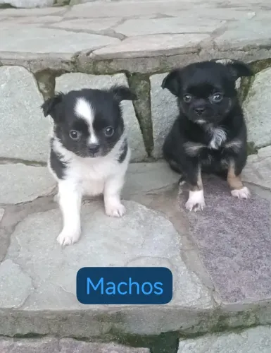 Lindos filhotes de Chihuahua Pelo Longo