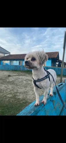 Procura-se macho SHIH TZU para cruzar 