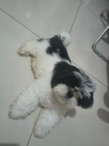 Vendo uma fêmea de Shitzu 