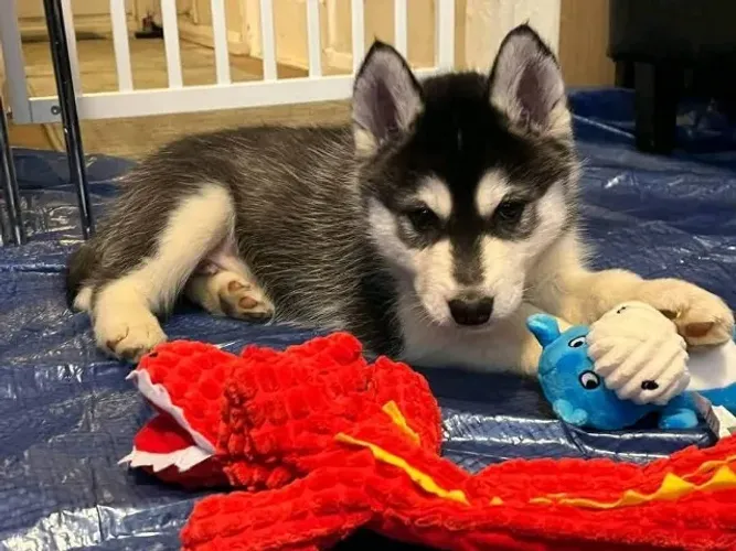 Filhotes de Husky Siberiano | O amigo ideal espera por você.