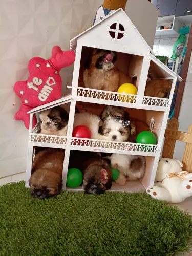 Shitzu Mini
