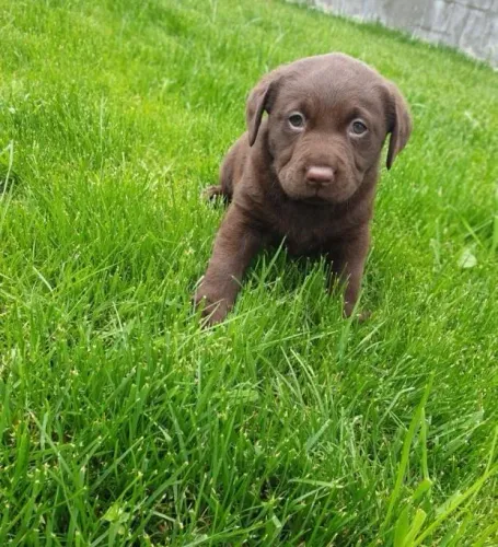 Filhote de Labrador com atendimento presencial