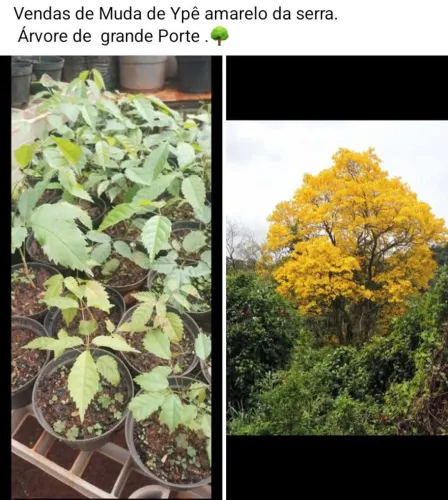 Vendo muda de Ypê amarelo .