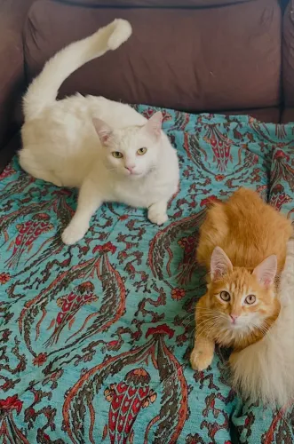 Gato ( Branco & Amarelo mestiço Angorá)