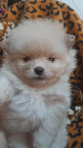 Lulu da pomeranea com 60 dias