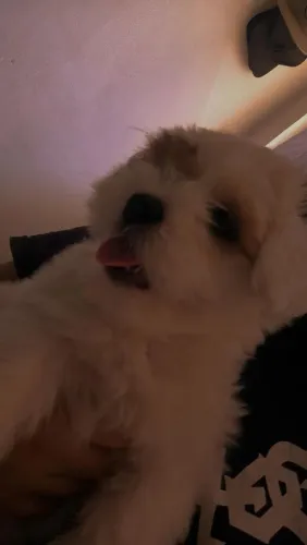 Filhote Fêmea 2 Meses - Mãe Poodle + Pai Shih-tzu - Muito Dócil