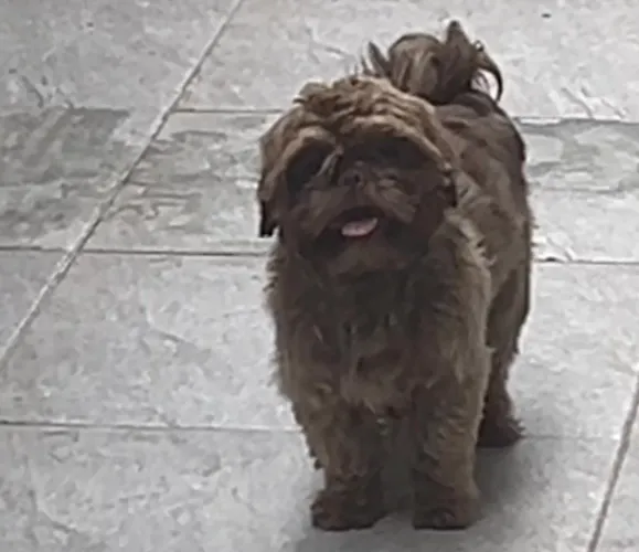 Shih tzu chocolate com pedigree
