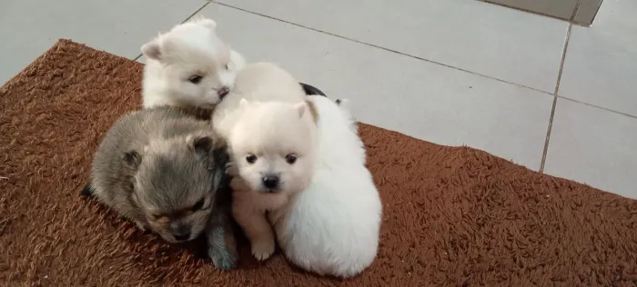 Lulu da Pomerânia (Spitz Alemão)