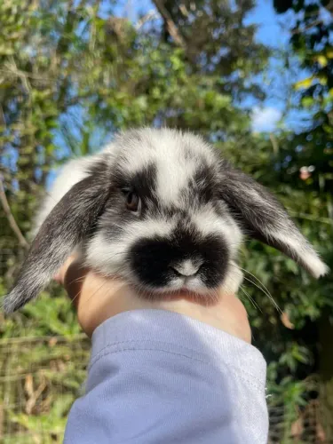 Mini coelhos disponíveis 