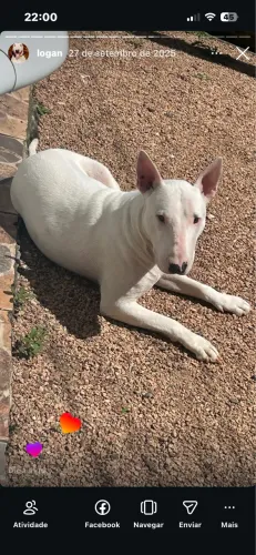 bull terrier macho procuro cadela pra cruzar 