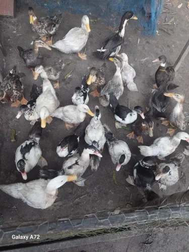 Patos filhotes e marrecos de todas as idades