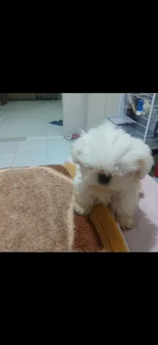 SHIHTZU FILHOTE 3 MES