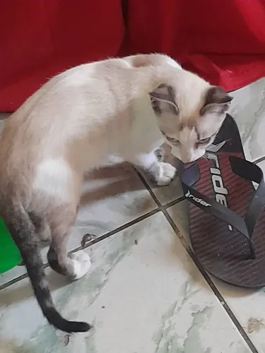 Doação de Gato Macho branco