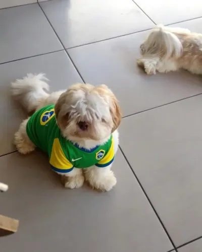 Shitzu macho padrão 