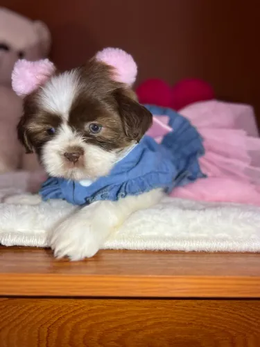 Filhotes shihtzu 