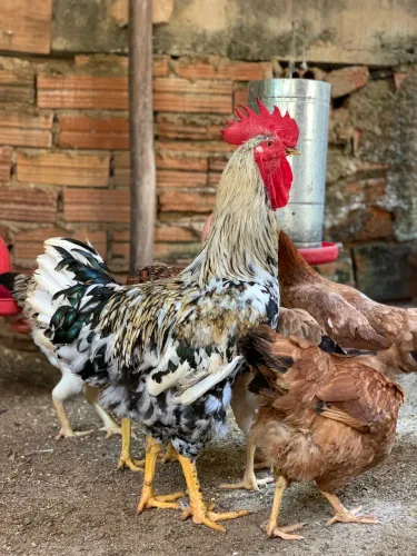 Ovos galados e pintinhos de SUPER Caipira Melhorado