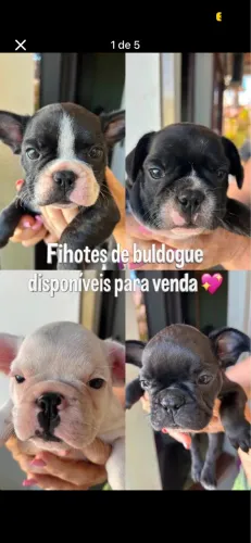 Filhotes de buldogues francês ( MACHOS)