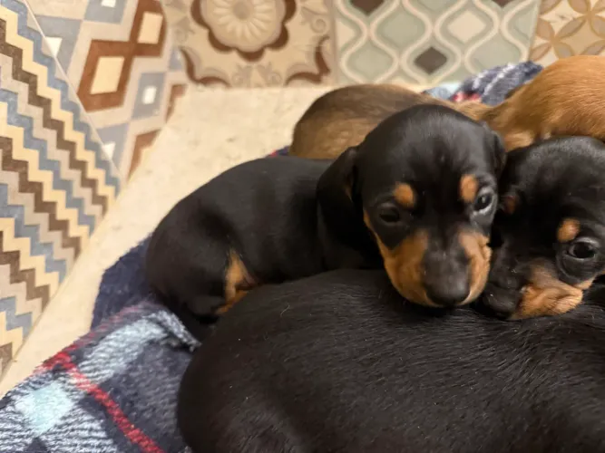 Dilhote de daschund