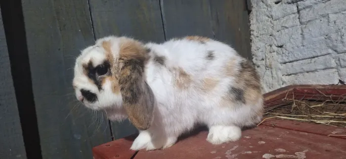 Coelho Mini lop adulto
