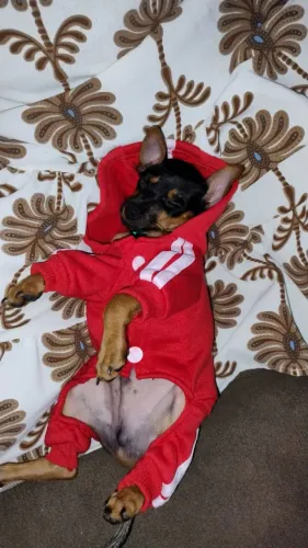 Vendo uma roupinha para cachorro de raça pequena ideal para pinscher