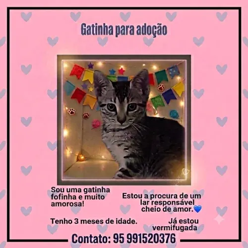 Gatinha para adoção